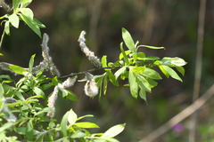 Salix gracilistyla