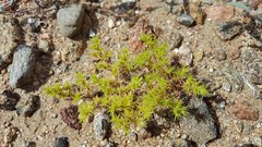 Loeflingia squarrosa