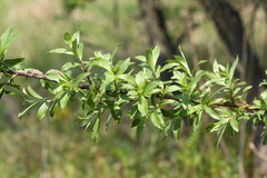 Salix gracilistyla