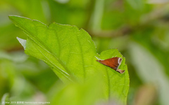 Hemiscopis sanguinea