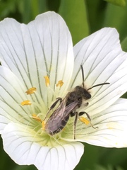 Hesperandrena