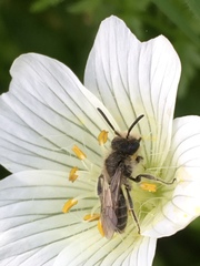 Hesperandrena