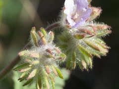 Phacelia cryptantha
