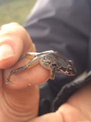 Pseudacris streckeri