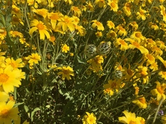 Malacothrix coulteri