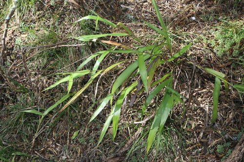 Image of Paspalum langei by (c) Reid Hardin, some rights reserved (CC BY)