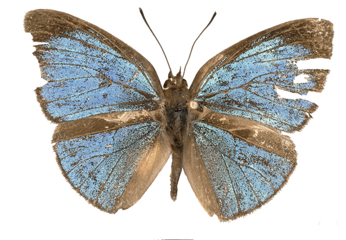 Stempfferia insulana