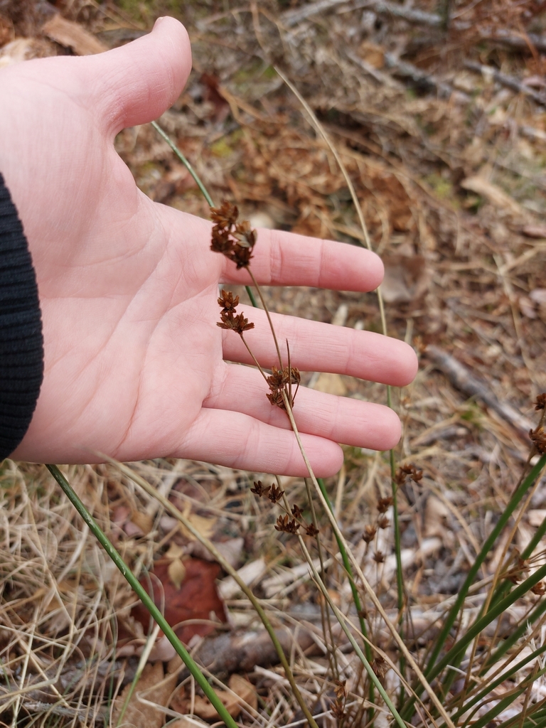 Soft Rush from Alderwood, NB E1X 3H7, Canada on December 29, 2023 at 02