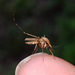 Eastern Saltmarsh Mosquito - Photo (c) Liam Wolff, some rights reserved (CC BY-NC), uploaded by Liam Wolff