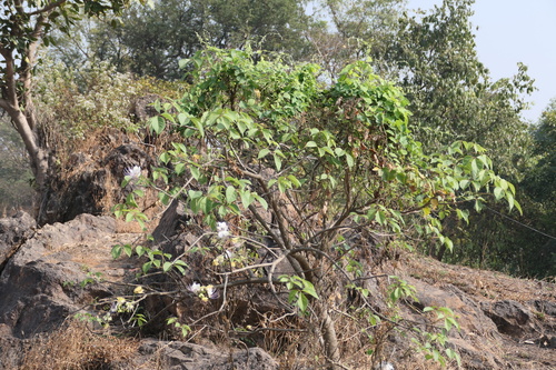 Crateva adansonii