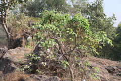Crateva adansonii