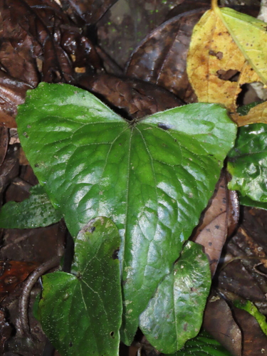 Image of Asarum caudigerum by (c) chiuluan, some rights reserved (CC BY)