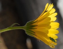 Calendula suffruticosa