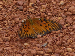 Dione vanillae maculosa