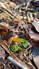 Onocleaceae