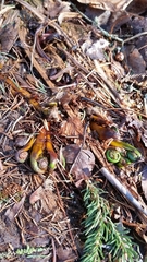 Onocleaceae