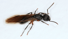 Campomyrma
