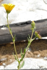 Calendula suffruticosa