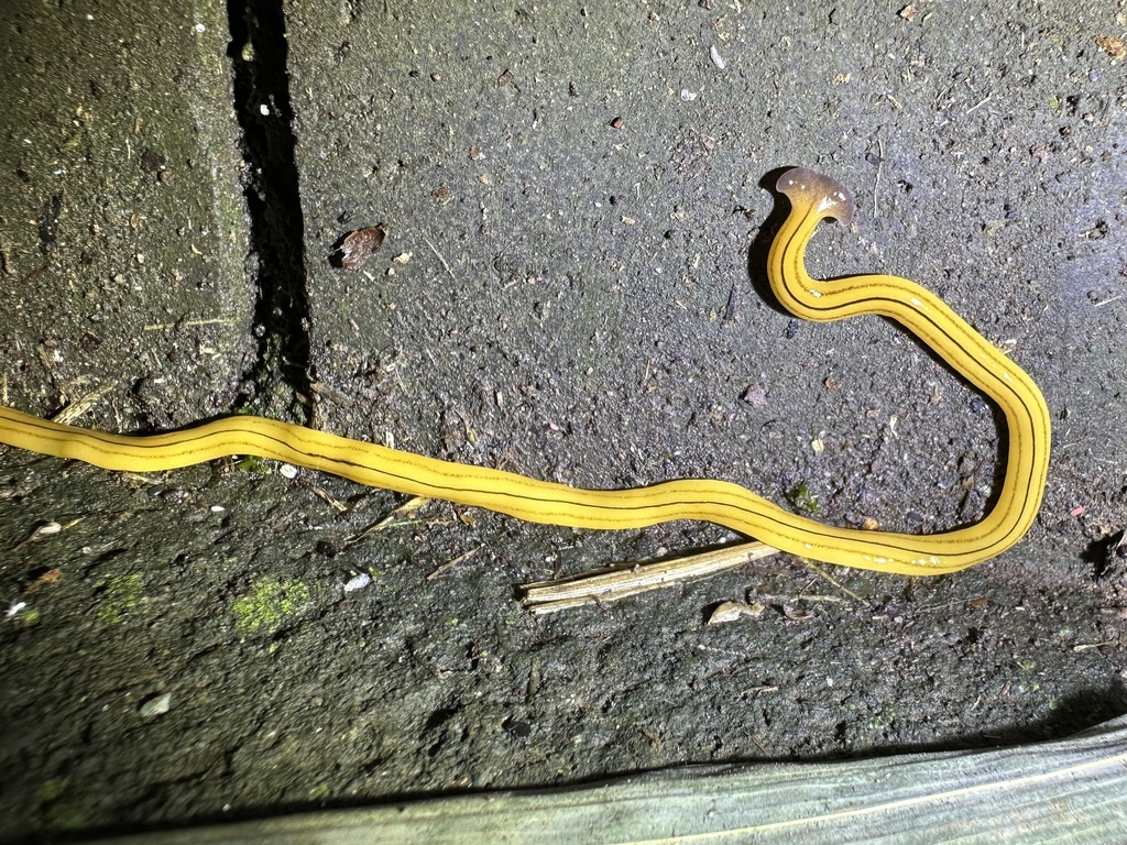 broadhead planarians from 臺灣島, 八里區, NWT, TW on December 29, 2023 at 09