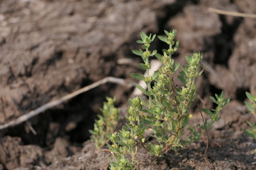 Bergia ammannioides (Bergia ammannioides)