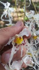 Oncidium cirrhosum