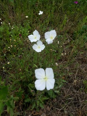 Oenothera kunthiana