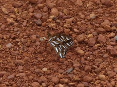 Dione vanillae maculosa