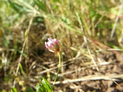 Trifolium gracilentum