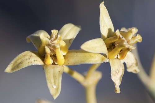 Asclepias subulata
