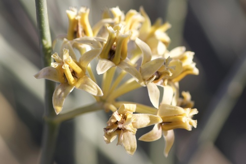 Asclepias subulata