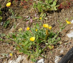 Calendula suffruticosa