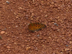 Dione vanillae maculosa