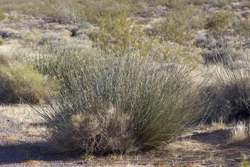 Asclepias subulata