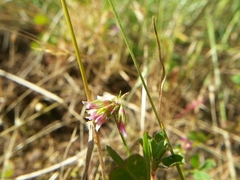 Trifolium gracilentum