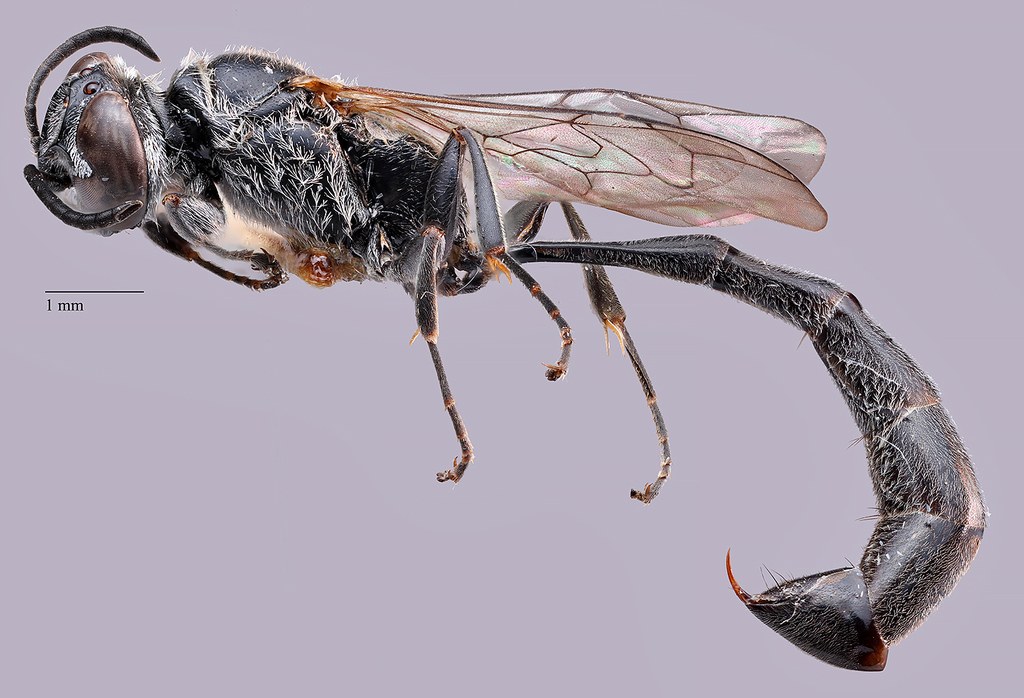 Trypoxylon melanurum