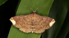 Adrapsa quadrilinealis