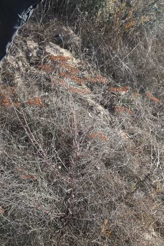 Image of Eriogonum multiflorum by (c) Reid Hardin, some rights reserved (CC BY)