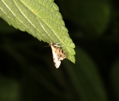 Paurophylla