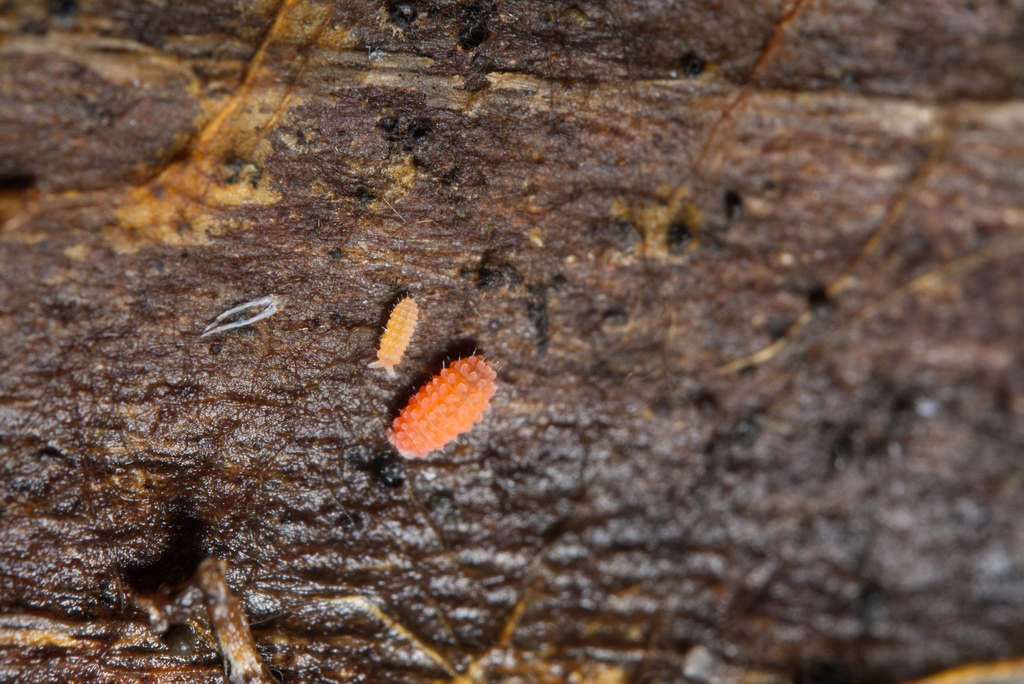 Neanura from Suburban Heights, Gainesville, FL, USA on December 29