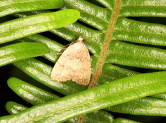 Anachrostis