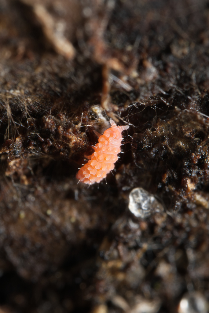Neanura from Suburban Heights, Gainesville, FL, USA on December 29