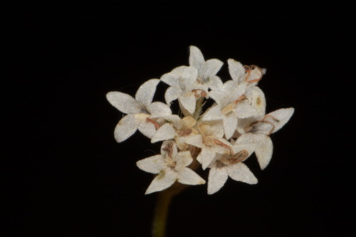 Image of Lesser Snakeroot (Ageratina aromatica) by (c) Brian Finzel, some rights reserved (CC BY-SA)