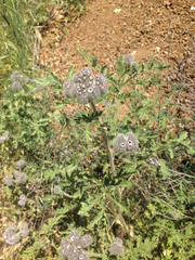 Phacelia hubbyi