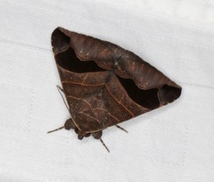 Bastilla joviana