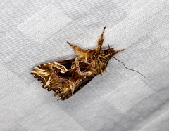 Callopistria exotica