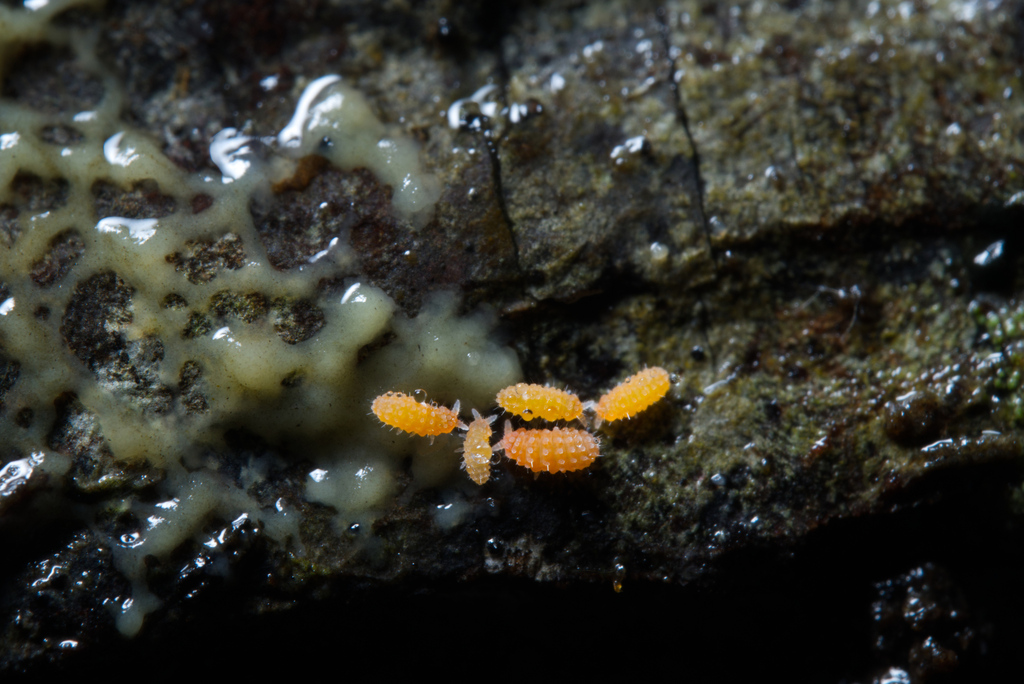 Neanura from Suburban Heights, Gainesville, FL, USA on December 29
