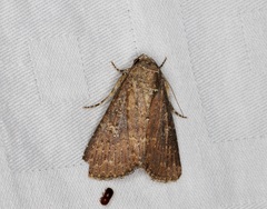 Condica illecta