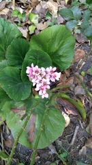 Bergenia