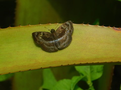 Quadrus cerialis