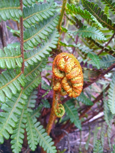 Cyathea concordia
